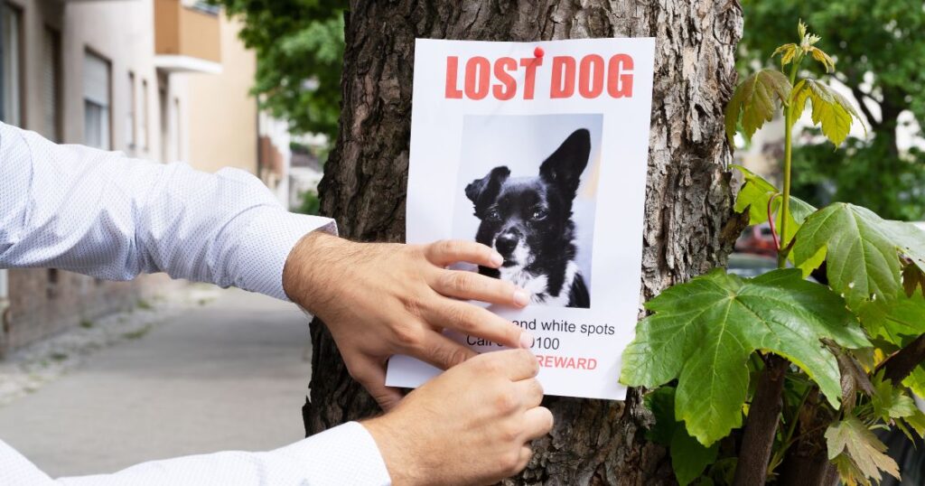 LostDog