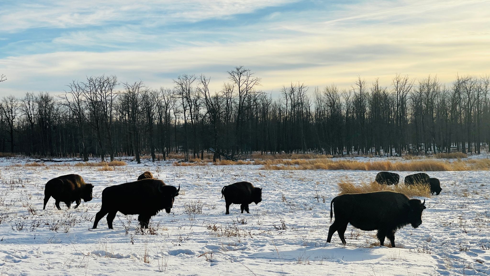 Parc national de Wood Buffalo - Alberta