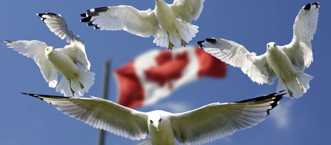 gulls-540791_640