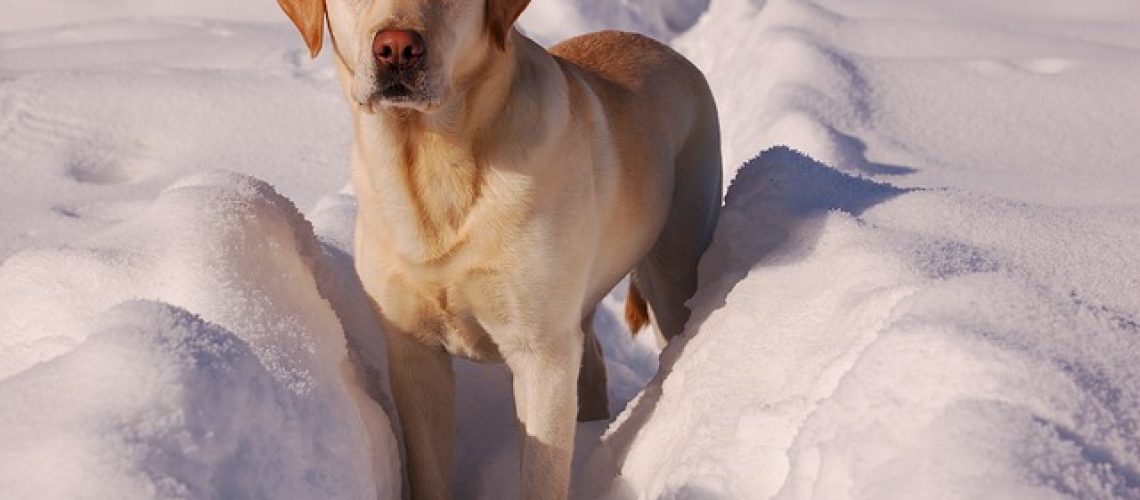 yellow-labrador-retriever-742085_640